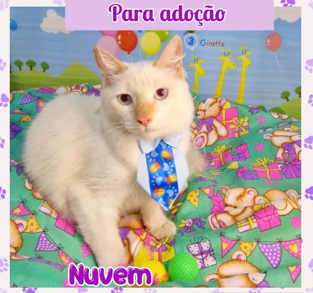 GATO PARA ADOÇÃO NUVEM