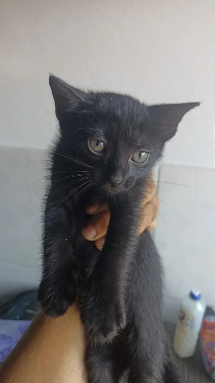 Doação de gatinhos  - Foto 4