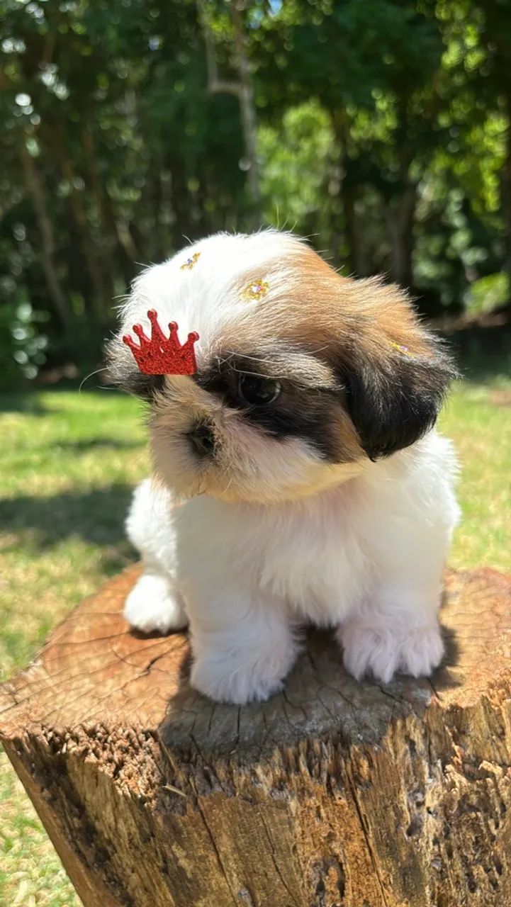 Vendo Lindas Fêmeas de Shitzu Mini - Foto 2