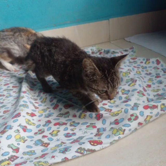 Gatinhos para adoção - Foto 5