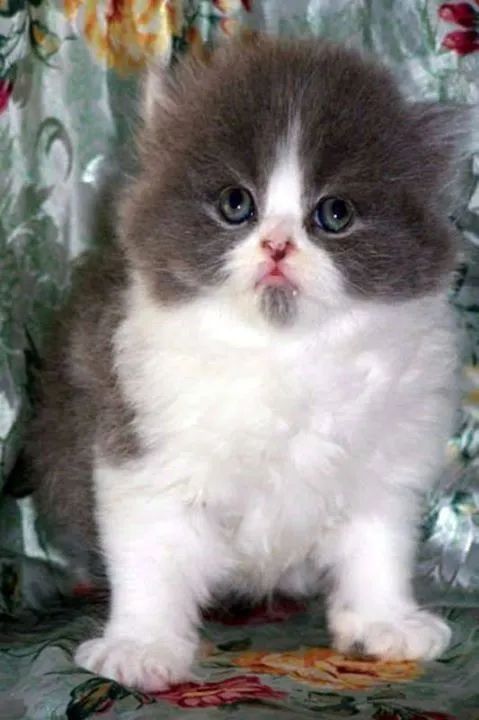 O gato Persa é conhecido por sua beleza 