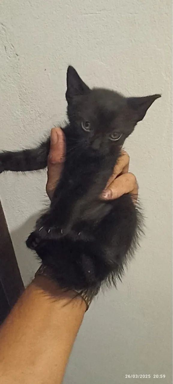 Doação de gatinhos  - Foto 5