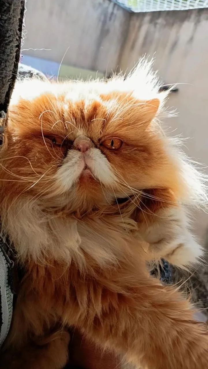 Gato Persa Filhote Fêmea 