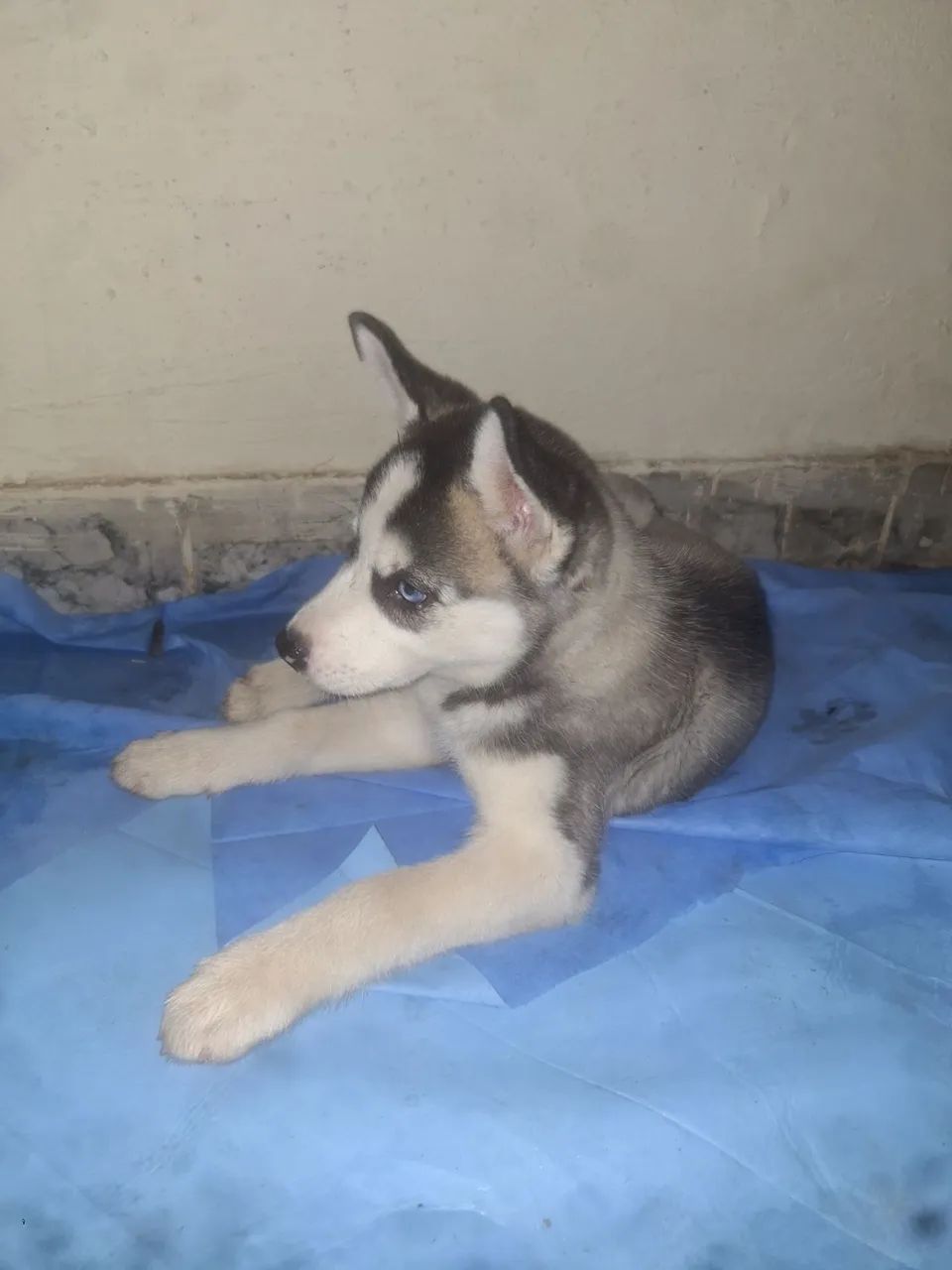 Femea husky $2.000