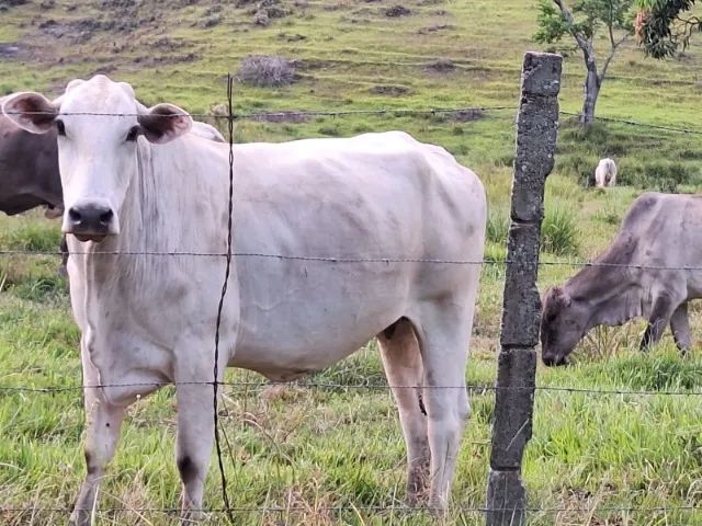 Vendo 65 vacas novas  nelore/ tabapuan ótima genética para criar bezerros média de 14,5@