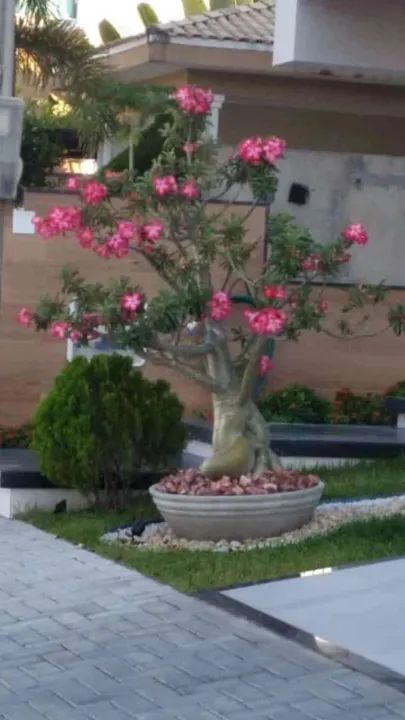 Palmeira Adulta para seu Sítio - Foto 3