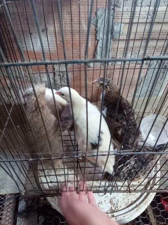 Codorna machos gigante  - Foto 5