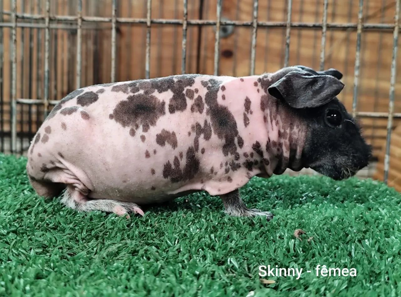 Porquinho da India Skiny  - Foto 4