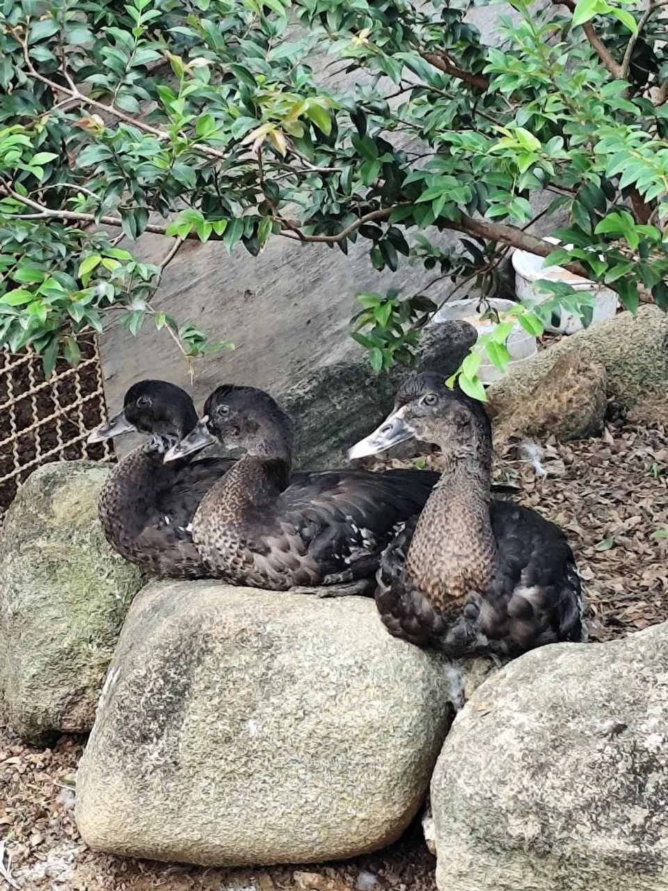 Patos