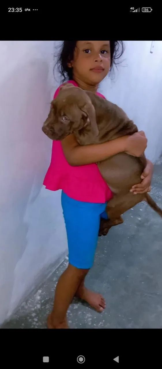 Filhote de Pitmonster  - Foto 5