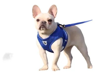Coleira peitoral para cachorro com guia
