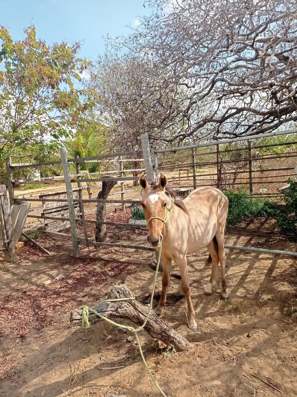 Pouda meio sangue de manga larga  - Foto 3