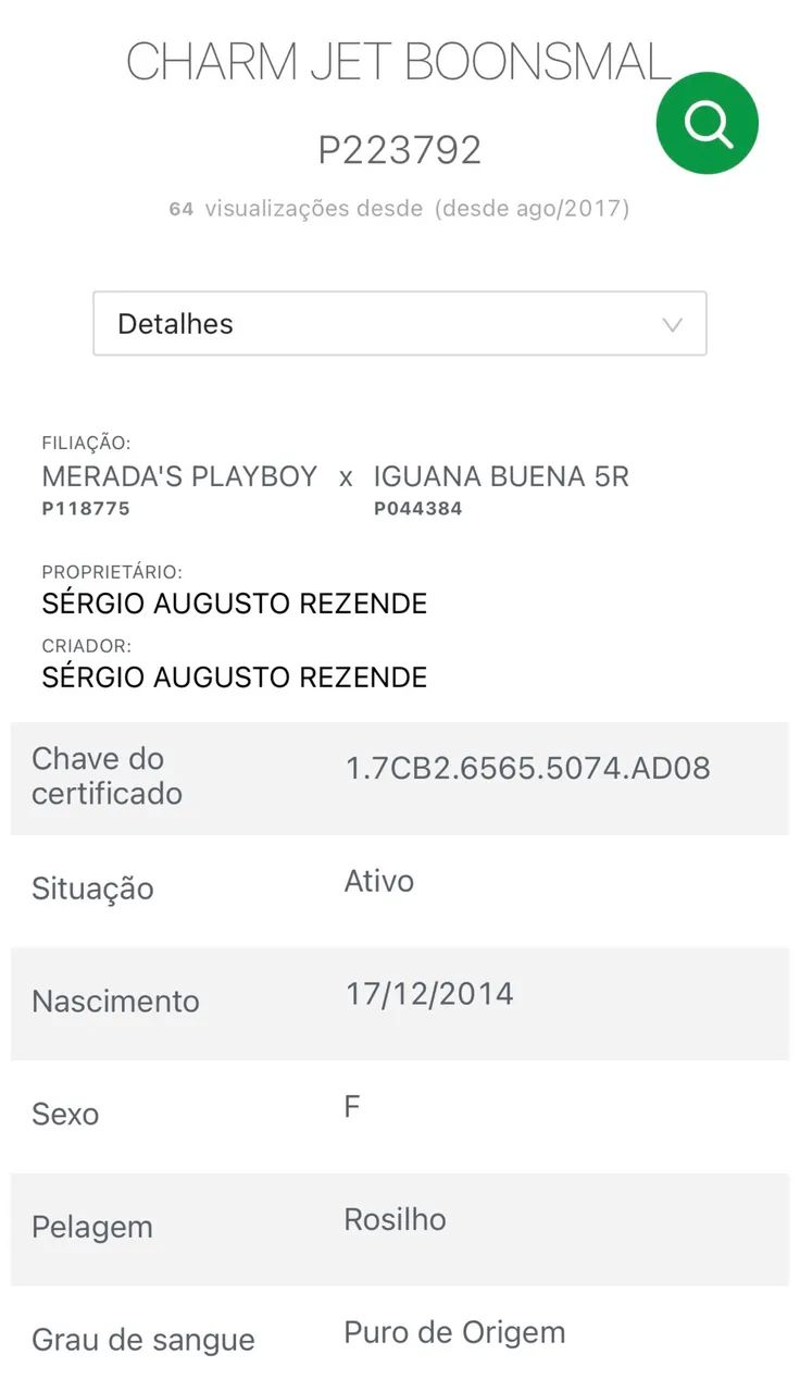 Égua quarto de milha  - Foto 3