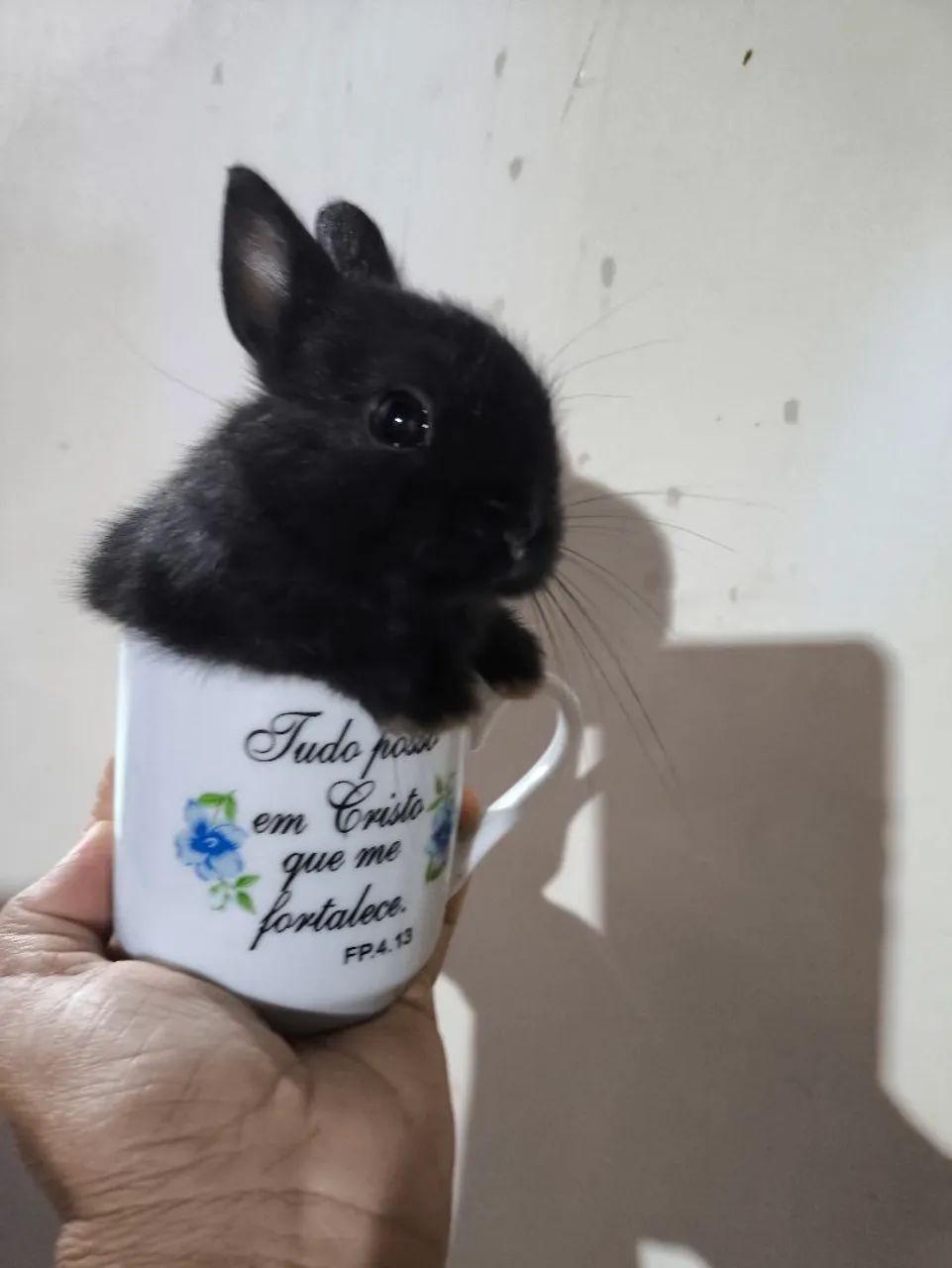  coelhinho 
