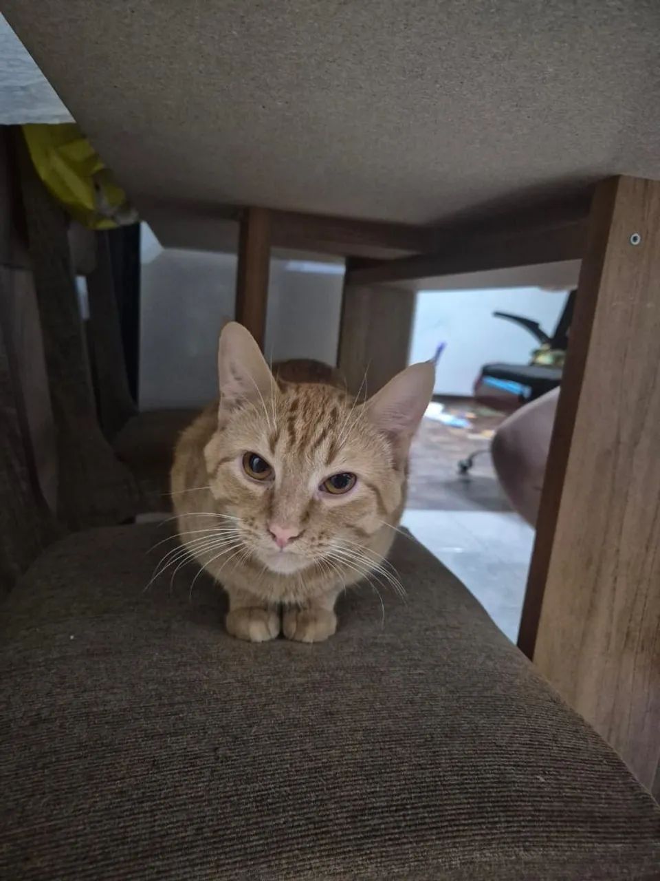 GATOS PARA ADOÇÃO  - Foto 2