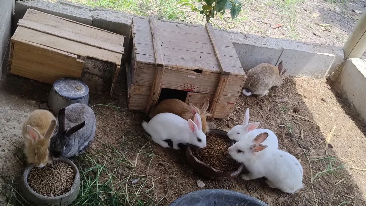 Vendo Coelhos excelentes pets - Foto 3