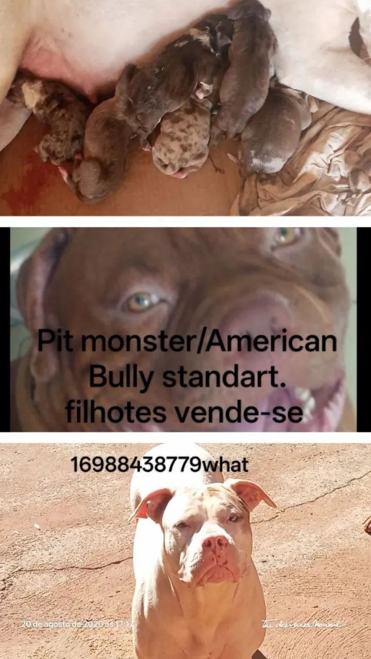 American Bully/ / Pit monster 