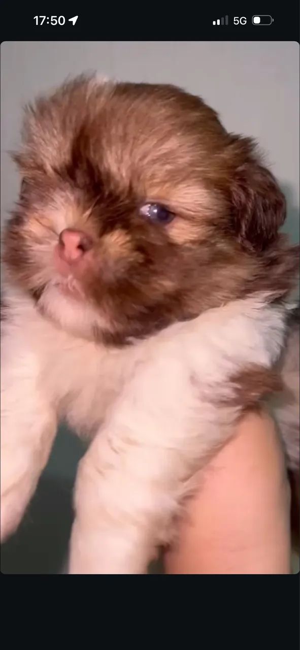 Shihtzu zero focinho com pedigree  - Foto 3