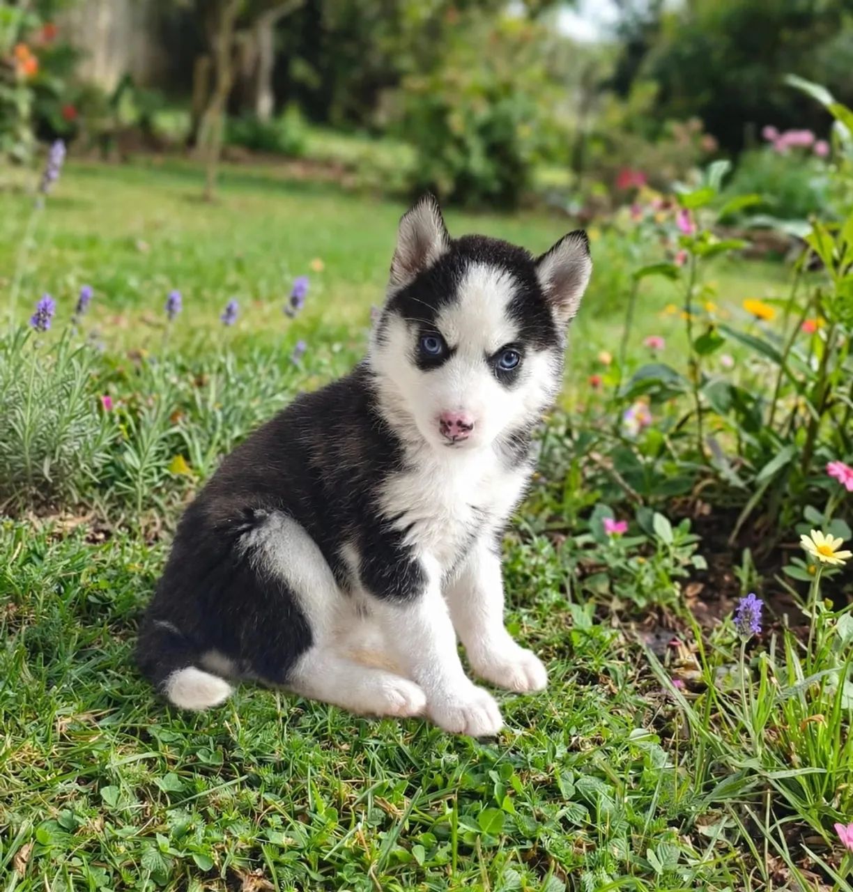 husky  - Foto 2