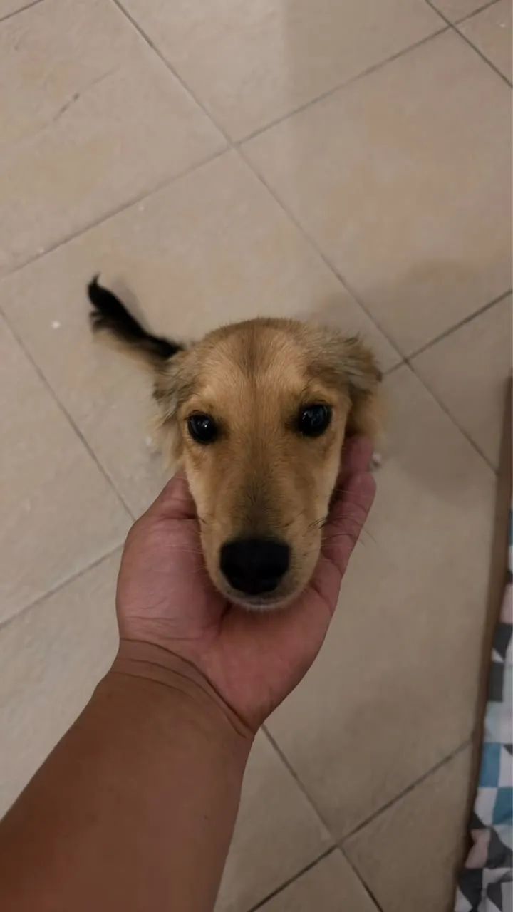 Adoção responsável  - Foto 5