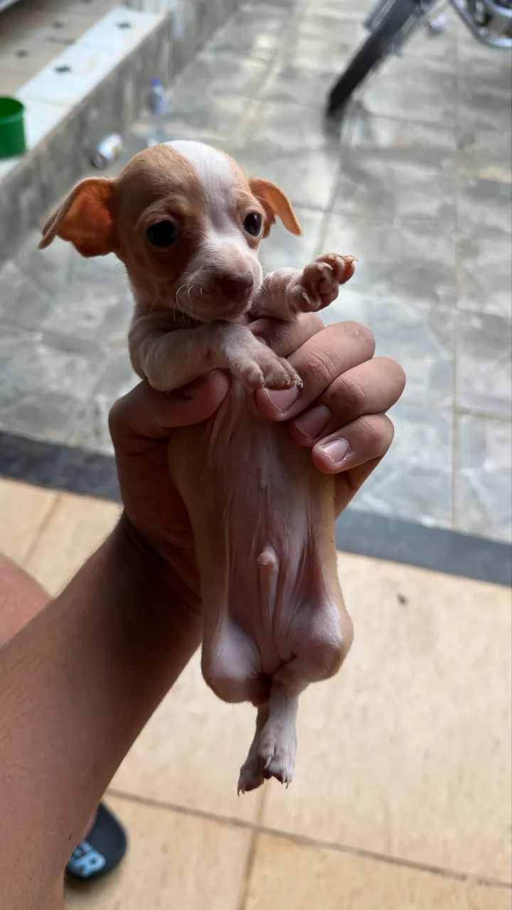 Pinscher 1 macho  - Foto 3