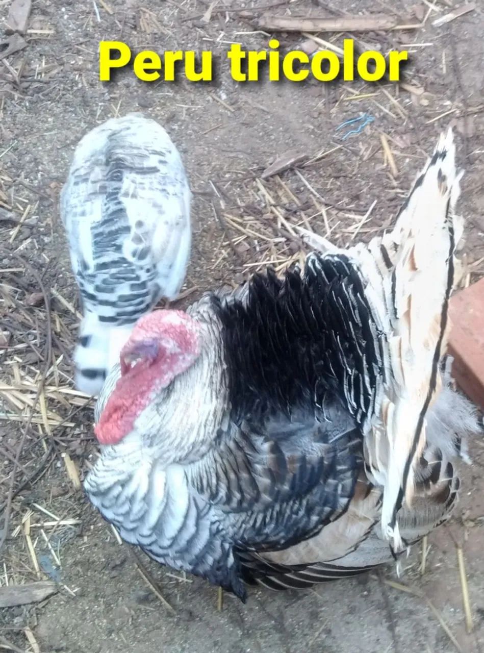 Peru fêmeas e machos já adultos - Foto 3