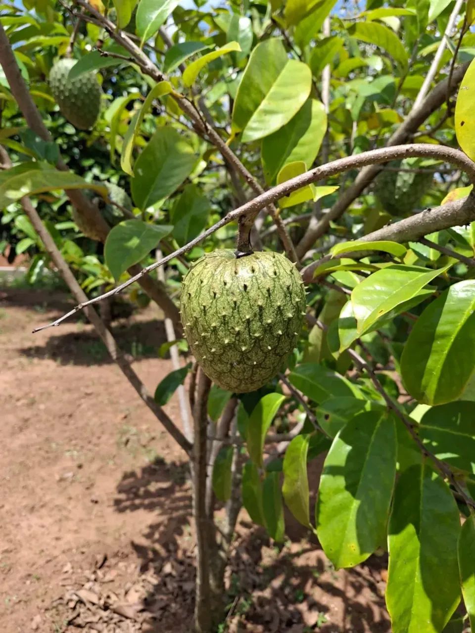 Linda Chácara em Aliança Pernambuco - Foto 5