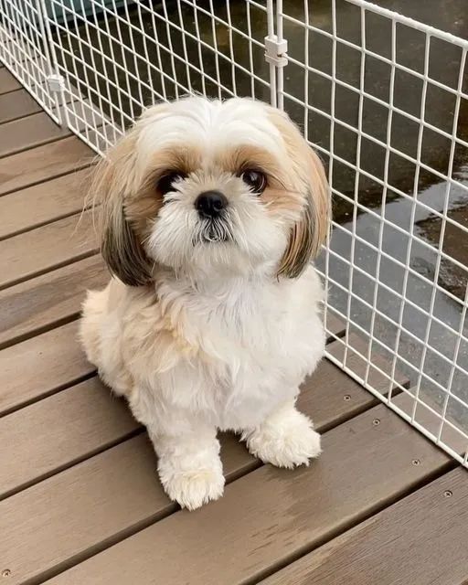 SHIH-TZU MICRO - MACHOS E FÊMEAS