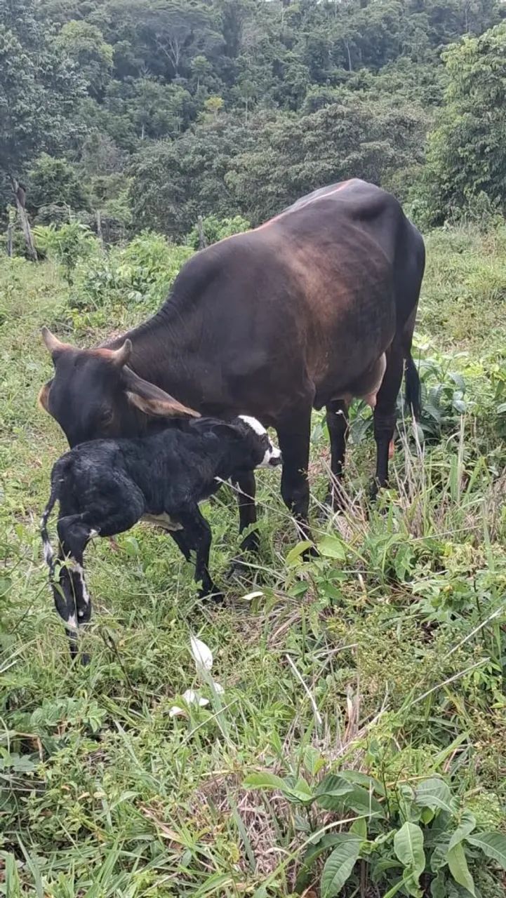 VENDO VACAS LEITEIRAS COM BEZERRO NO PE  - Foto 3