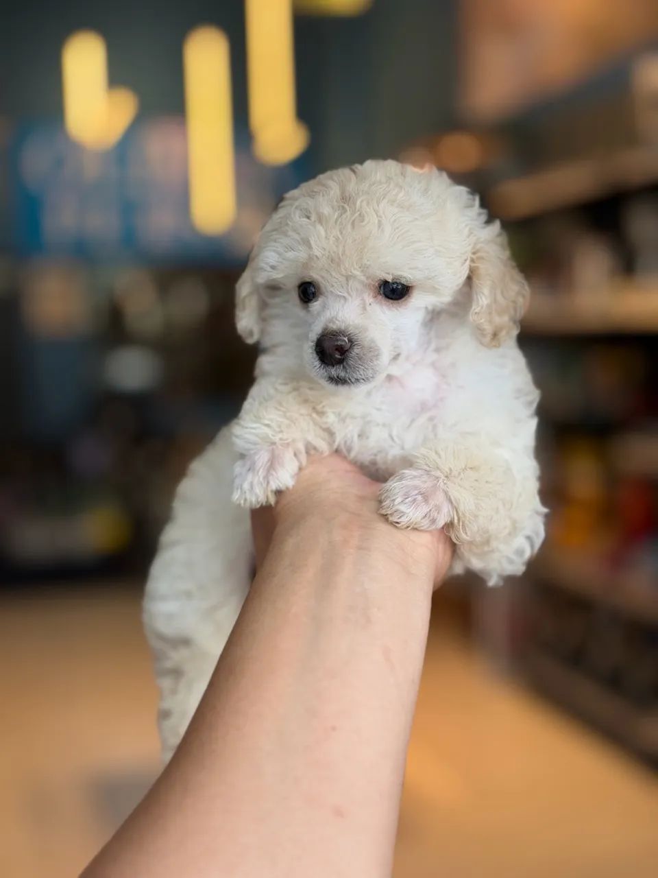 Poodle Toy macho  - Foto 3