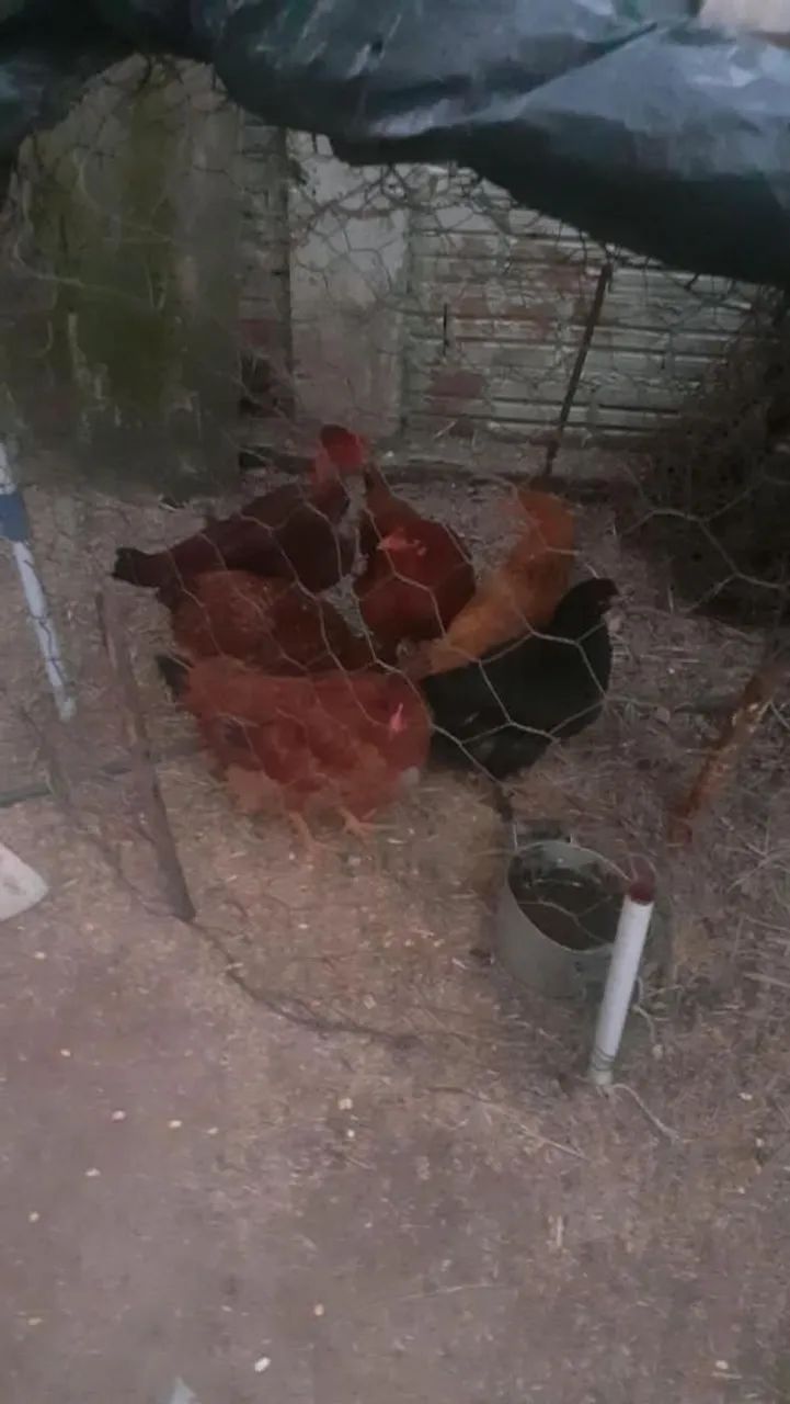 Galos