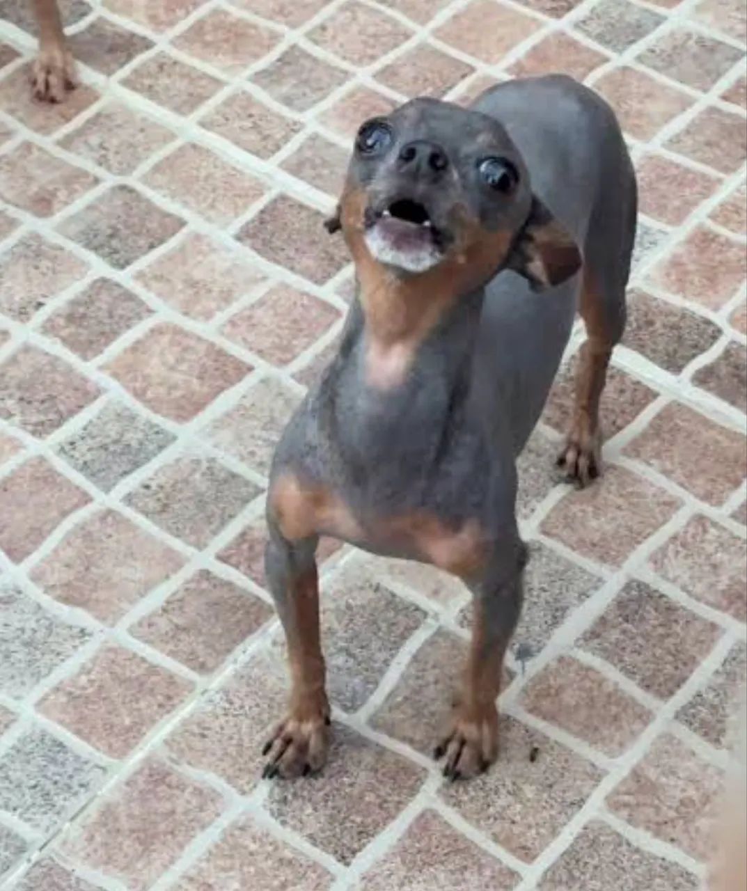 Pinscher é óticos - Foto 2