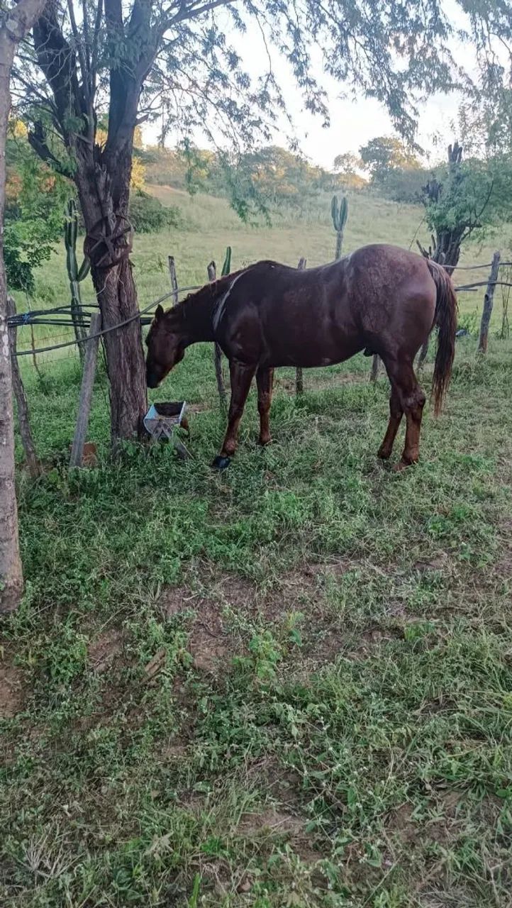 Cavalo quarto de milha campeão de esteira puro - Foto 6