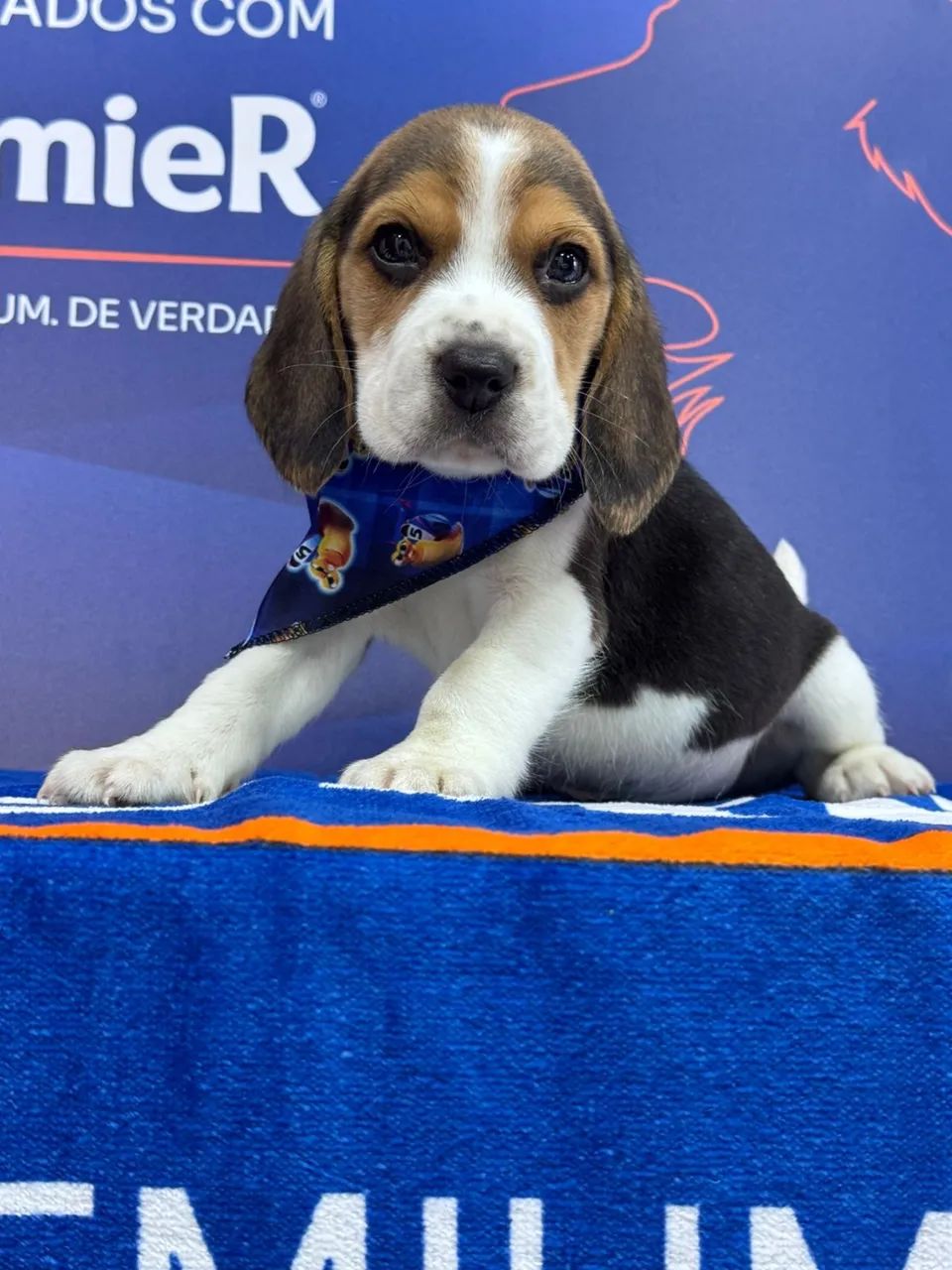 Beagle lindo 