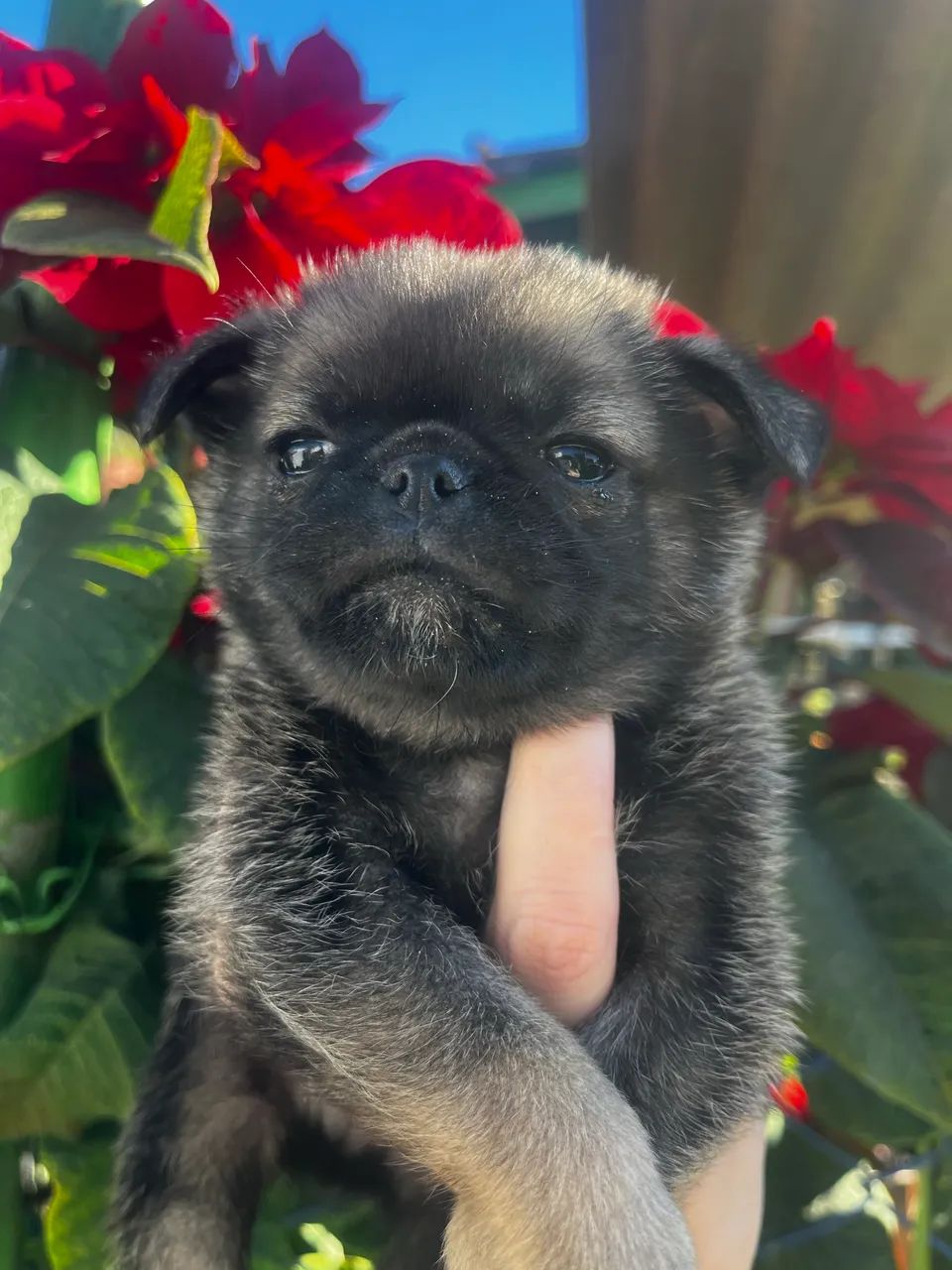 Lindos bebês de pug  com Spitz  - Foto 2