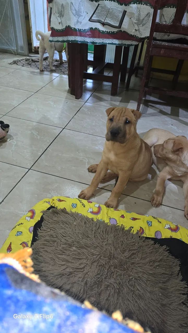 Cachorro 