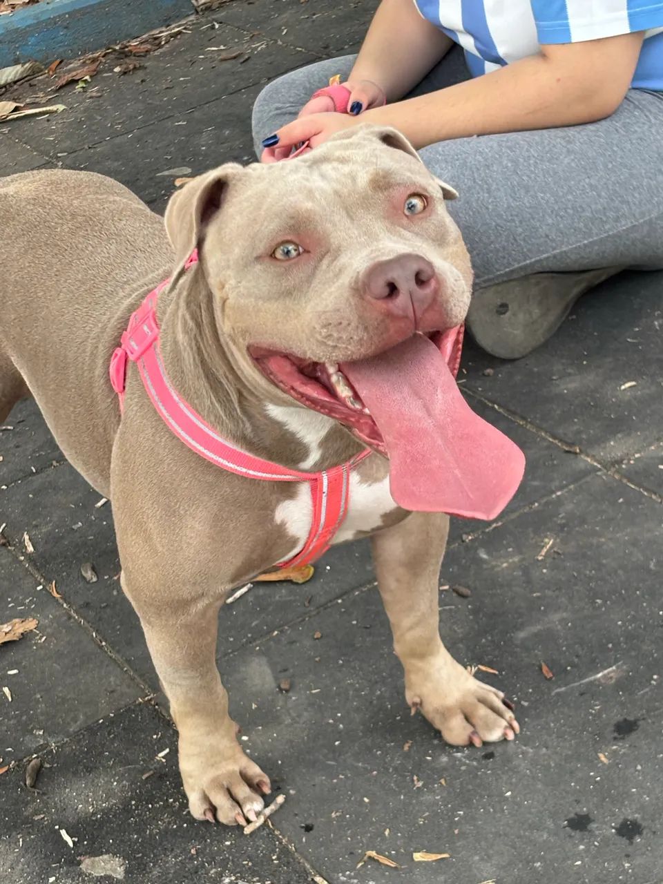 DOAÇÃO - American Bully - Foto 2