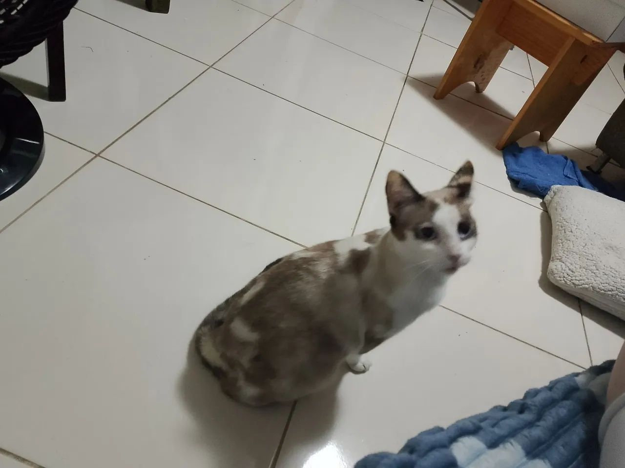 Gata castrada 