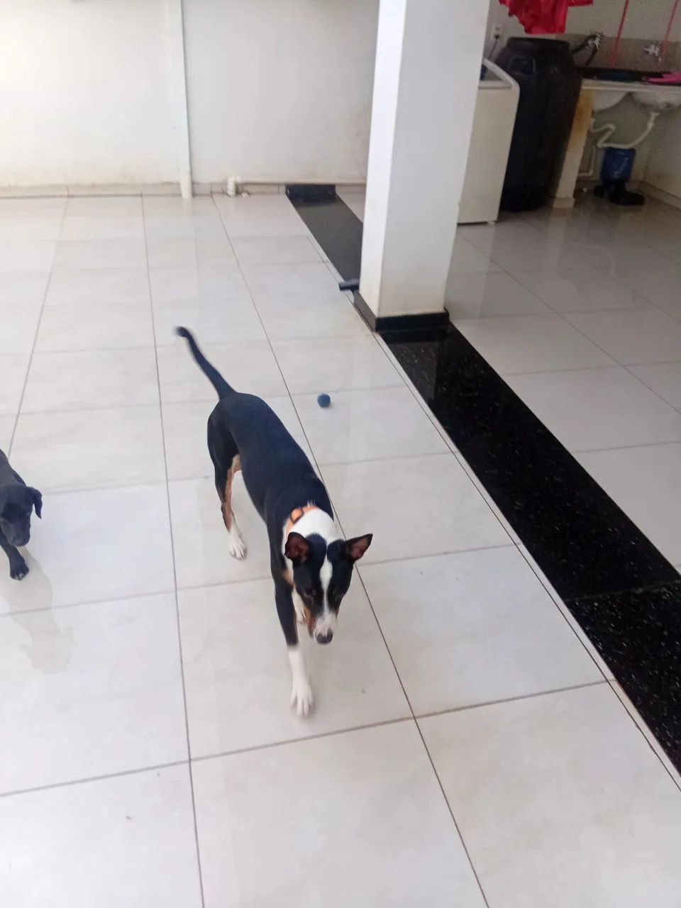 Doação de um cachorro nome( piter)  - Foto 4