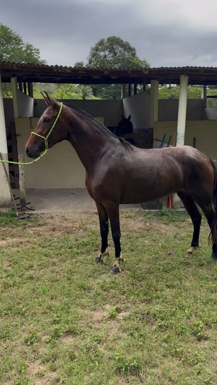 Potra Mangalarga Marchador  - Foto 5
