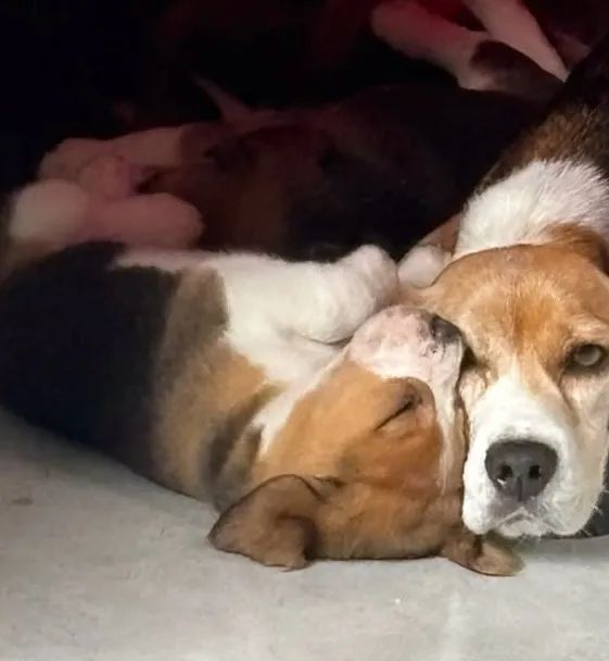 Beagle 13 polegadas ótimo companheiro  - Foto 3
