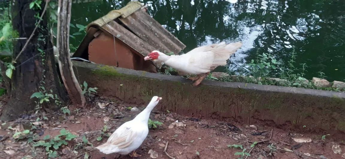 Gansos,marreco, patos a venda  - Foto 3