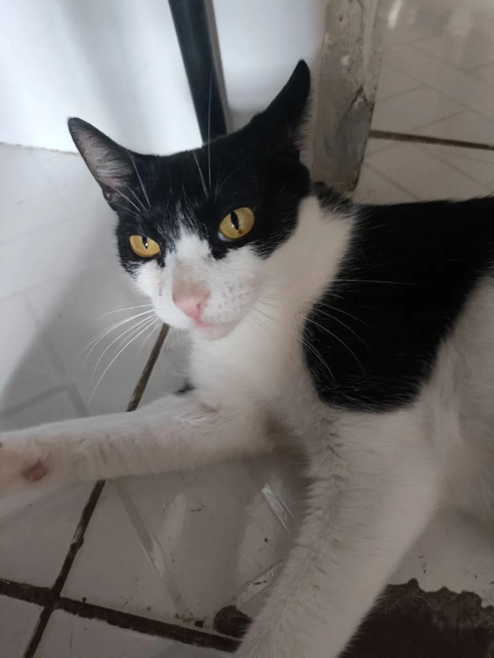 Adoção Responsável  - Foto 2