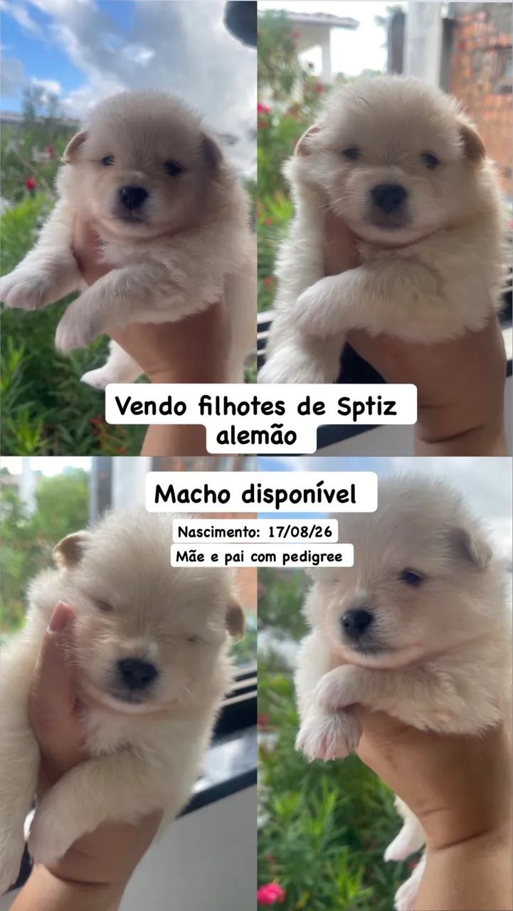 Cachorro Spitz Alemão 
