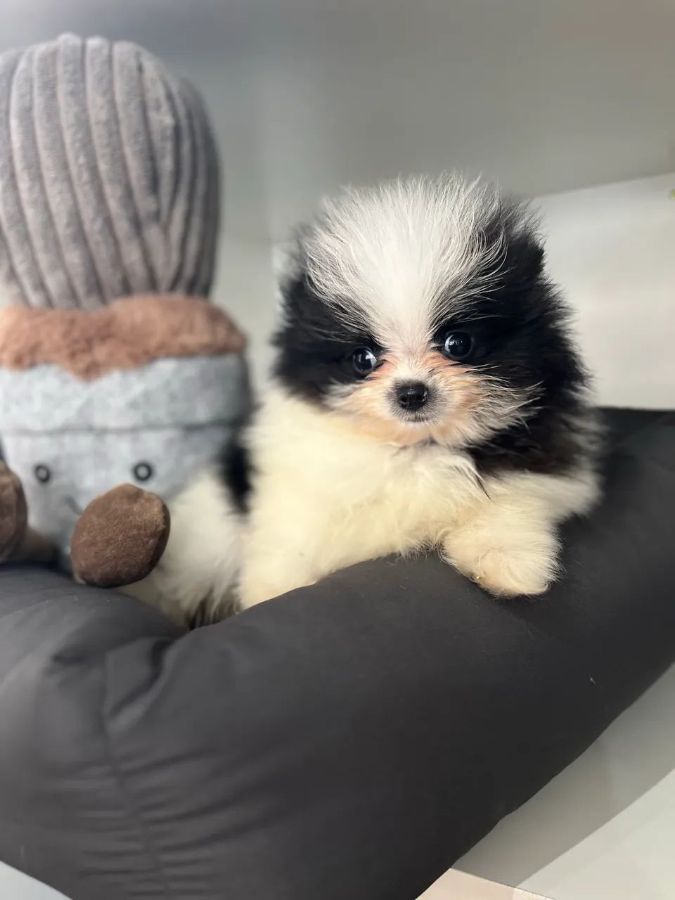 Spitz alemao anao  - Foto 3