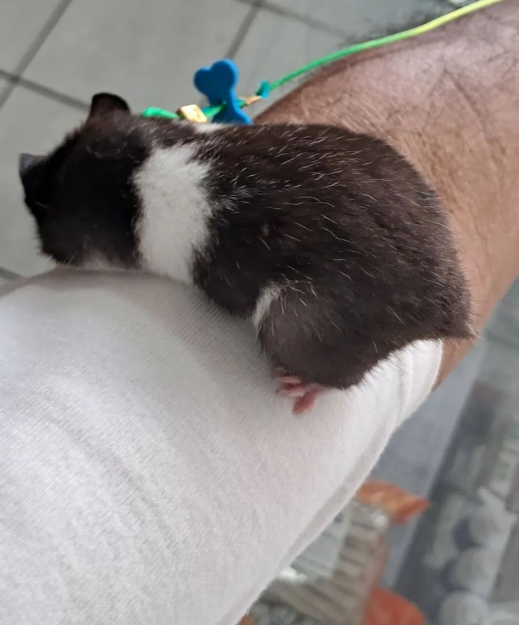 Hamsters Sírios Fofinhos - Foto 5