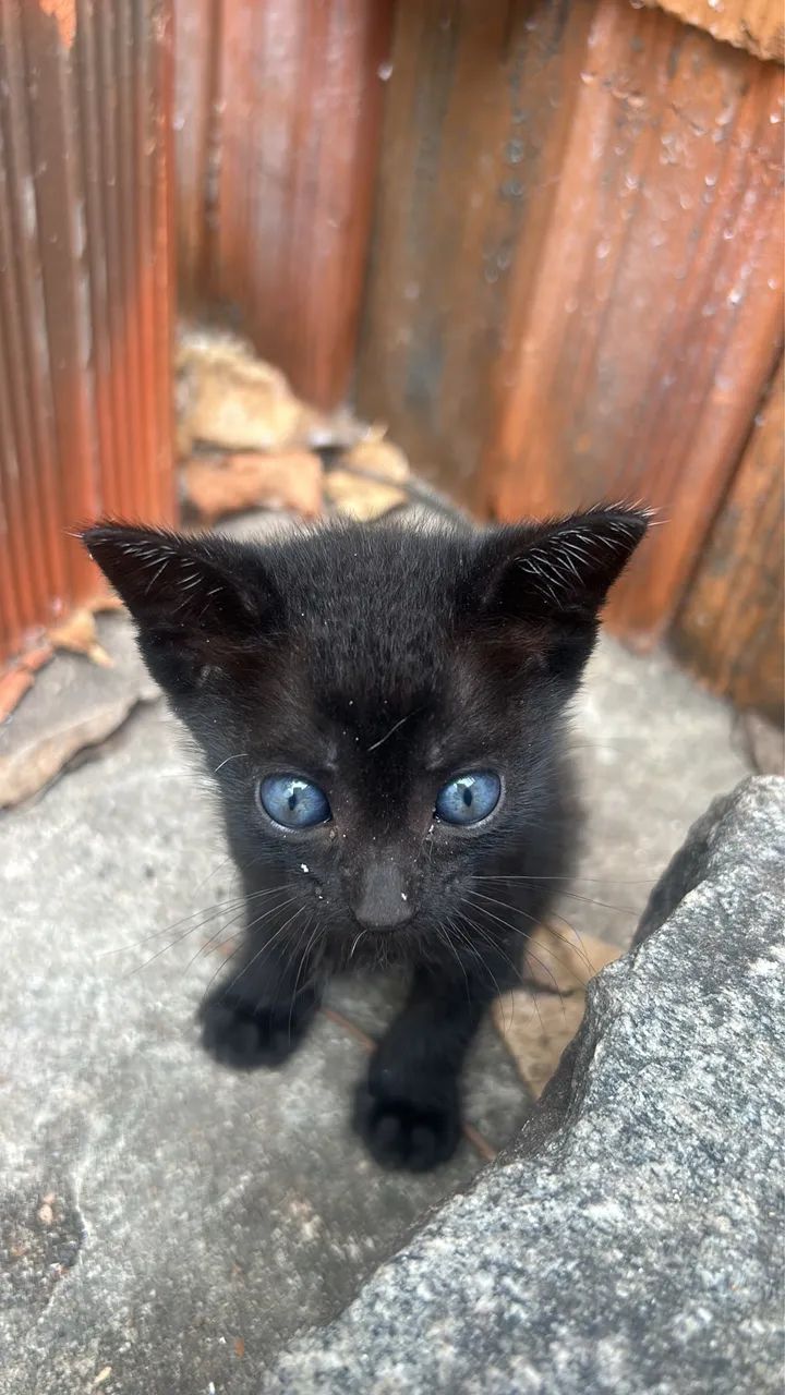 Gatinha para adoção - Foto 2