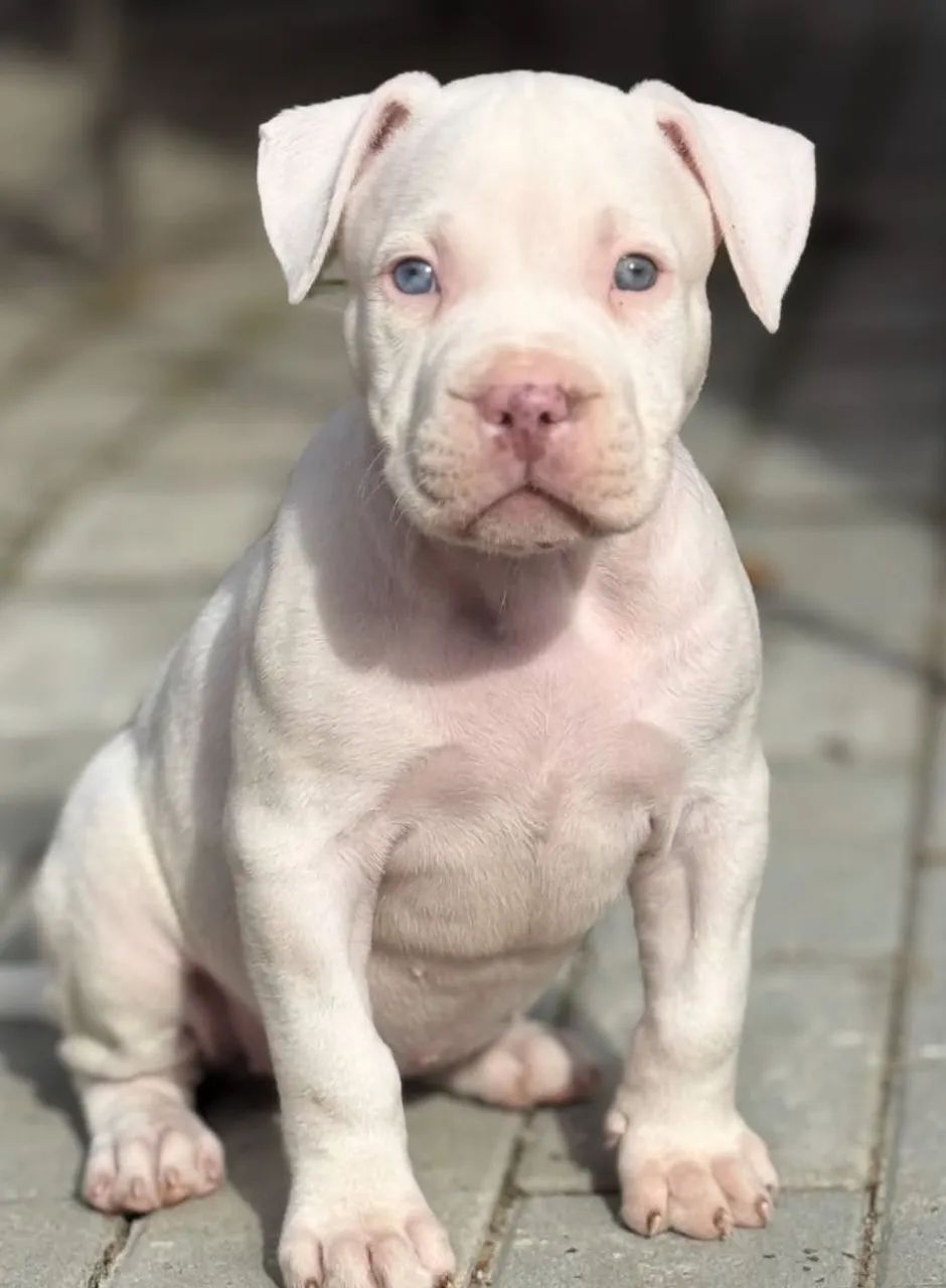 American Bully - Foto 2
