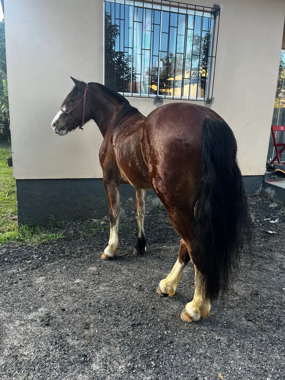 Cavalo crioulo - Foto 2