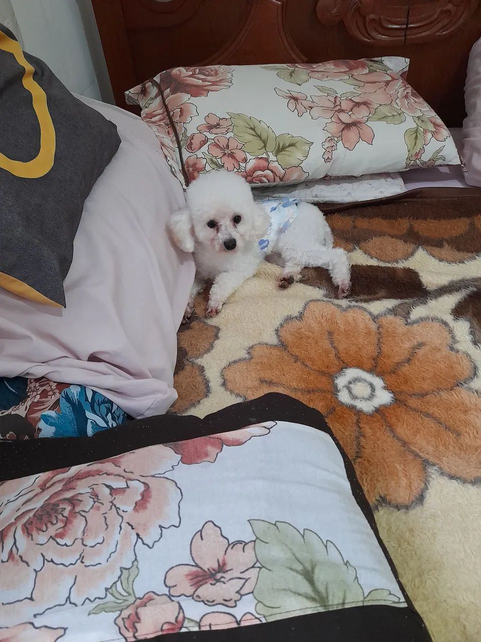 Poodle macho. 